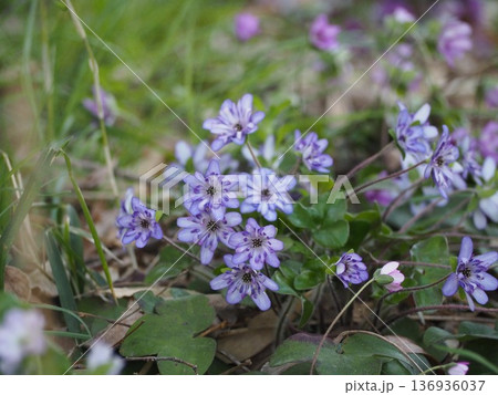 春を告げる花　紫色の雪割草	 136936037