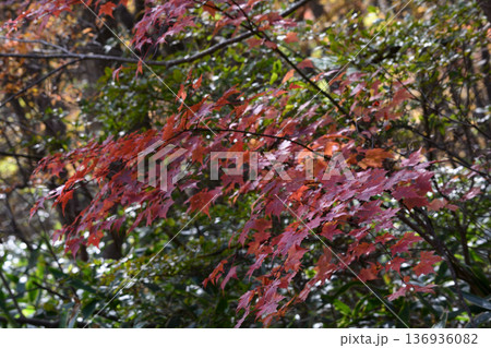 那須平成の森 2025-11-2 #75 那須平成の森 2025-11-2 #75 136936082