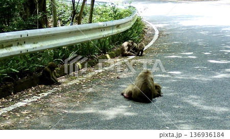 鹿児島県屋久島の野生の猿 鹿児島県屋久島の野生の猿 136936184