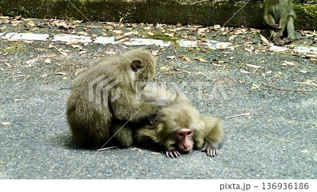 鹿児島県屋久島の野生の猿 鹿児島県屋久島の野生の猿 136936186