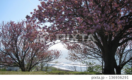 海の見える高台の桜のある風景 海の見える高台の桜のある風景 136936291