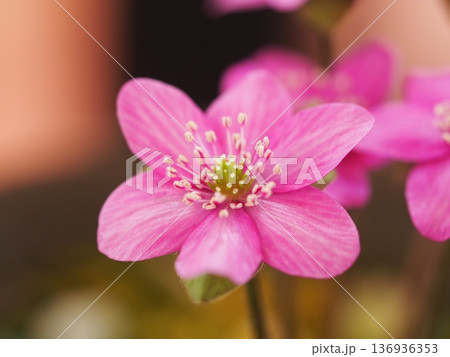 春を告げる花　ピンク色の雪割草	 136936353