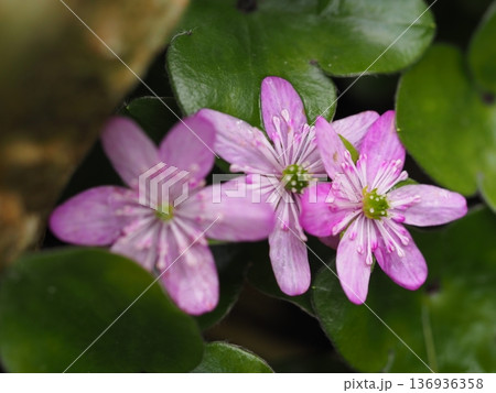 春を告げる花　ピンク色の雪割草	 136936358