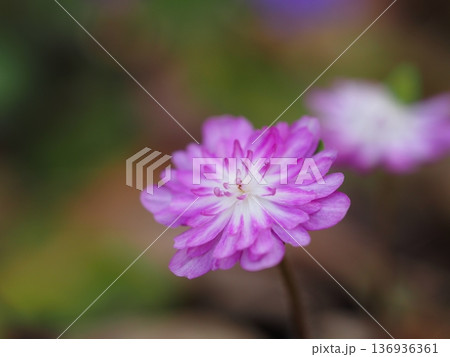 春を告げる花 ピンク色の雪割草 春を告げる花 ピンク色の雪割草 136936361