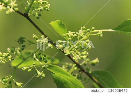 森の春景色新緑の中に咲くツルウメモドキの花 136936475