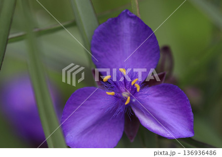 春の草村に咲く紫ツユクサ 136936486