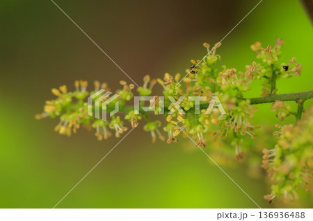 新緑の森に咲くヤマウルシの花 136936488