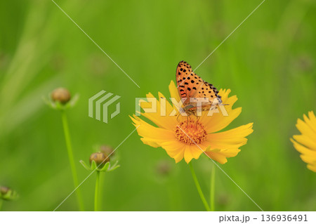 オオキンケイギクの花にとまるツマグロヒョウモン 136936491