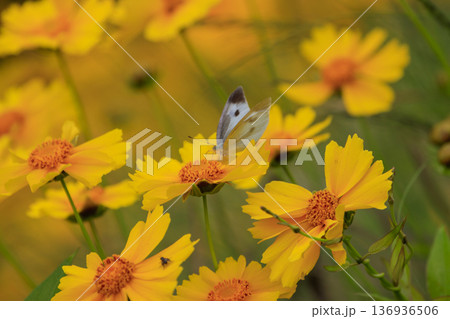 オオキンケイギクの花にとまるモンシロチョウ 136936506