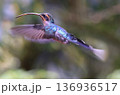 Green Hermit Hummingbird female flying in the forest, Costa Rica 136936517