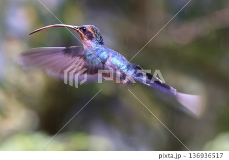 Green Hermit Hummingbird female flying in the forest, Costa Rica 136936517