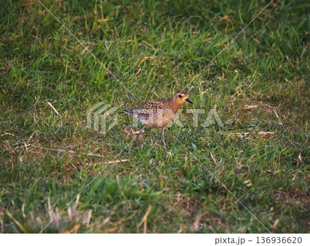 渡り途中に荒川河川敷に立ち寄ったムナグロ 136936620