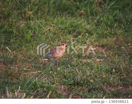 渡り途中に荒川河川敷に立ち寄ったムナグロ 136936621