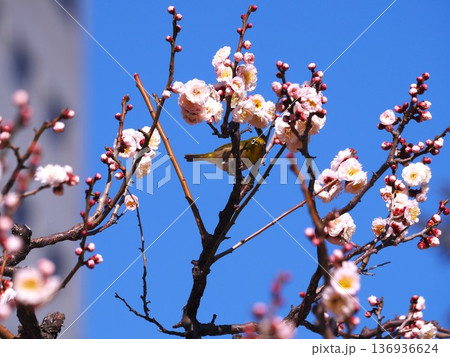 浜離宮庭園の梅の花の蜜を吸いに来たメジロ 136936624