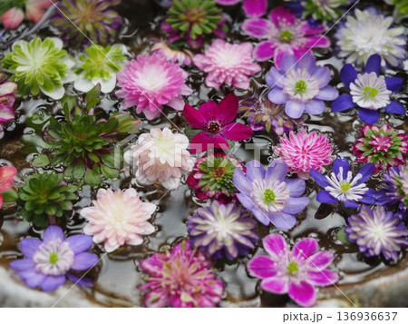 雪割草のフローティングフラワー 136936637