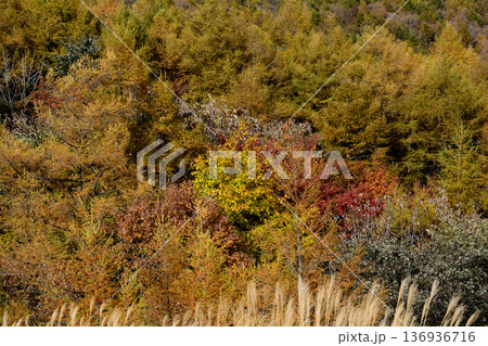 那須平成の森 2025-11-2 #100 那須平成の森 2025-11-2 #100 136936716