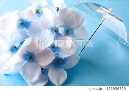 紫陽花と傘 紫陽花と傘 136936726
