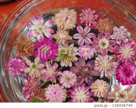 ピンクの花 雪割草のフローティングフラワー ピンクの花 雪割草のフローティングフラワー 136936740