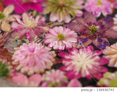 ピンクの花 雪割草のフローティングフラワー ピンクの花 雪割草のフローティングフラワー 136936743