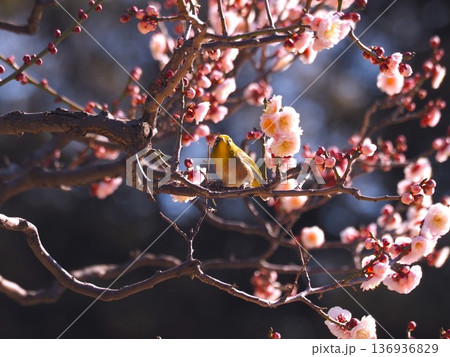 浜離宮庭園の梅の花の蜜を吸いに来たメジロ 浜離宮庭園の梅の花の蜜を吸いに来たメジロ 136936829