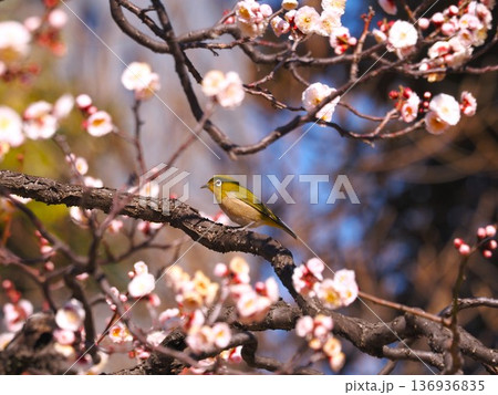 浜離宮庭園の梅の花の蜜を吸いに来たメジロ 浜離宮庭園の梅の花の蜜を吸いに来たメジロ 136936835