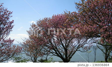 海を見下ろす高台の桜のある風景 136936864