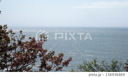 海を見下ろす高台の桜のある風景 136936869