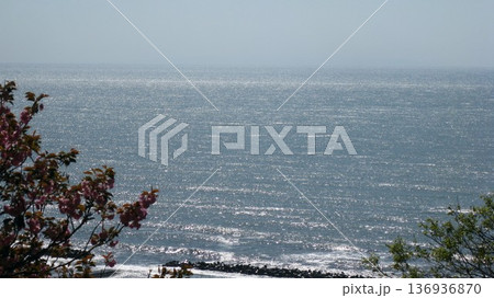 海を見下ろす高台の桜のある風景 136936870