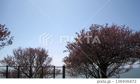 海を見下ろす高台の桜のある風景 136936872
