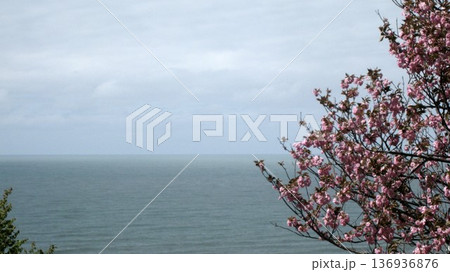 海を見下ろす高台の桜のある風景 136936876