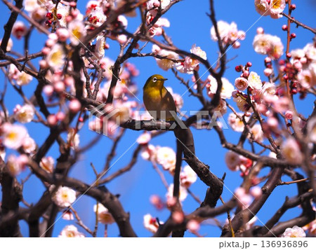 浜離宮庭園の梅の花の蜜を吸いに来たメジロ 浜離宮庭園の梅の花の蜜を吸いに来たメジロ 136936896