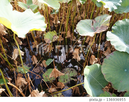 不忍池とハス 136936955