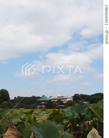 不忍池とハス 不忍池とハス 136936961