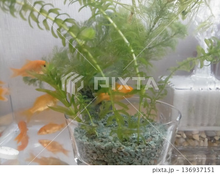 金魚 136937151
