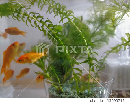窓辺に並ぶ金魚 136937154