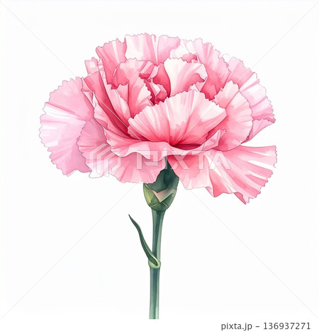 水彩で描いた一輪のピンクカーネーション 白背景イラスト 136937271