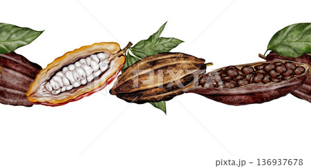 Cocoa bean watercolor seamless border. Hand-drawn cocoa fruit on a white background. Food clip art. Ideal for packaging chocolate and cocoa powder. Cocoa bean watercolor seamless border. Hand-drawn cocoa fruit on a white background. Food clip art. Ideal for packaging chocolate and cocoa powder. 136937678