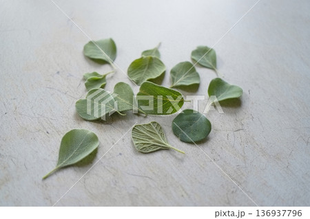 basil leaves on a concrete background 136937796