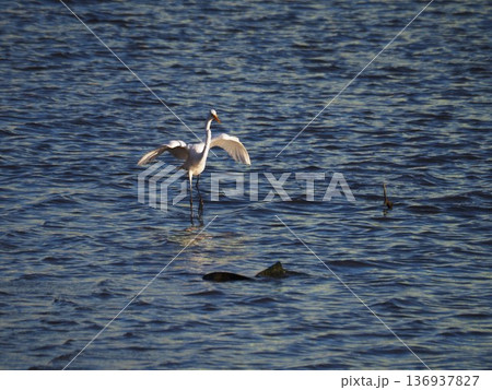 荒川の浅瀬で獲物を探すダイサギ 136937827