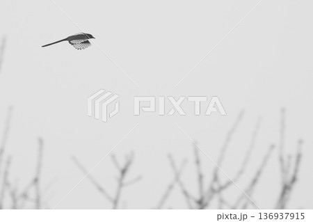 Minimalist bird in flight over bare winter branches Minimalist bird in flight over bare winter branches 136937915