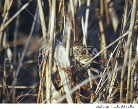 荒川河川敷の木の枝にとまるアオジ 136938198