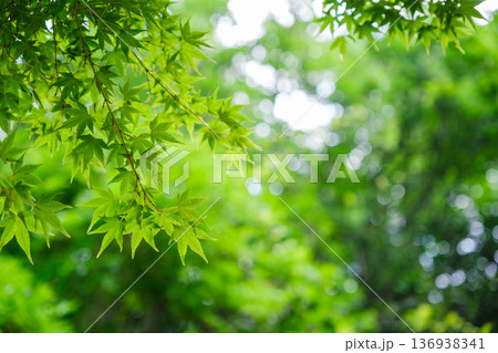 新緑に輝く青もみじと木漏れ日のボケ:初夏の清々しい自然背景 新緑に輝く青もみじと木漏れ日のボケ:初夏の清々しい自然背景 136938341