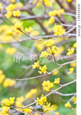春の訪れを告げるサンシュユの花 春の訪れを告げるサンシュユの花 136938490