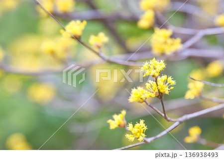 春の訪れを告げるサンシュユの花 136938493