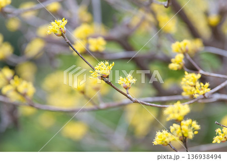 春の訪れを告げるサンシュユの花 春の訪れを告げるサンシュユの花 136938494