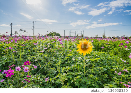袋井市のコスモス畑の風景(静岡県) 袋井市のコスモス畑の風景(静岡県) 136938520