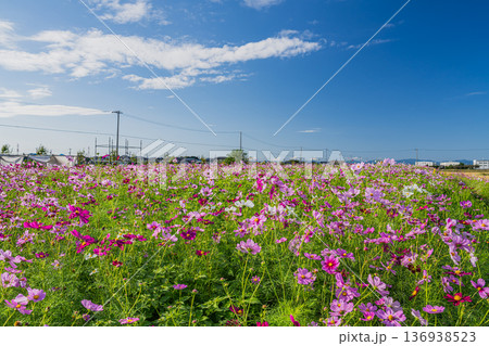 袋井市のコスモス畑の風景(静岡県) 136938523