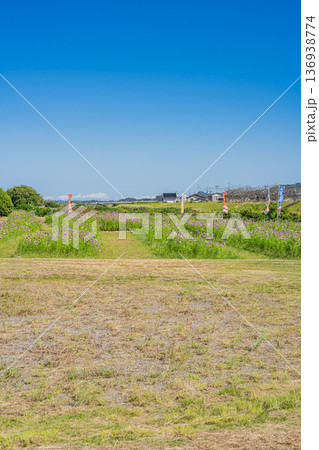 袋井市のメロン公園のコスモス畑の風景(静岡県) 袋井市のメロン公園のコスモス畑の風景(静岡県) 136938774
