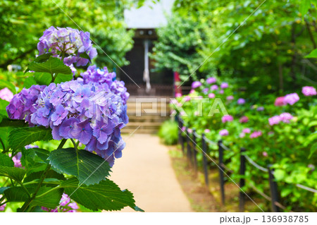 本土寺 美しいあじさい(千葉県松戸市) 本土寺 美しいあじさい(千葉県松戸市) 136938785