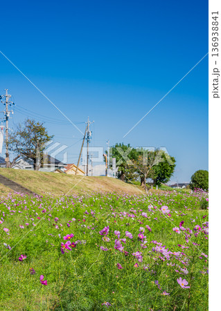 袋井市のメロン公園のコスモス畑の風景(静岡県) 136938841